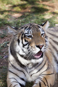 View of Fikardou Ancient Village